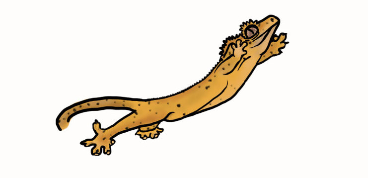 Easy Gecko Drawing Clipart - Free to use Clip Art Resource