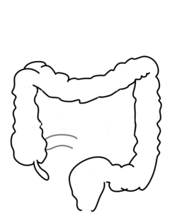 Large Intestine Clipart