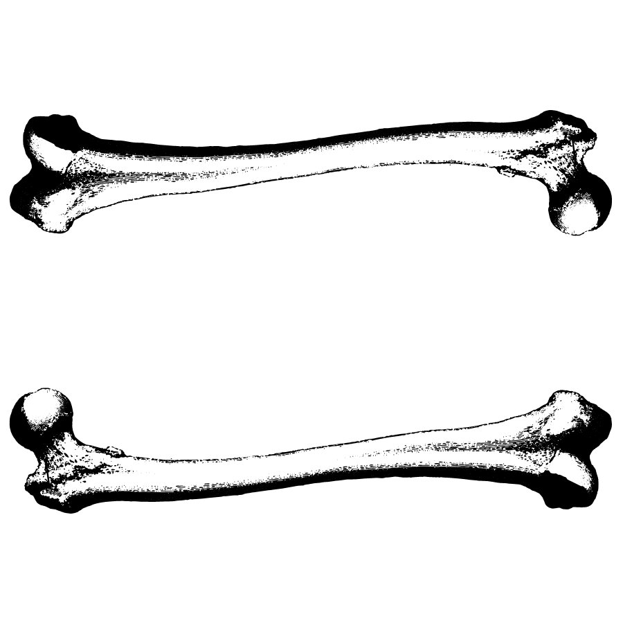 Leg Bone Clipart