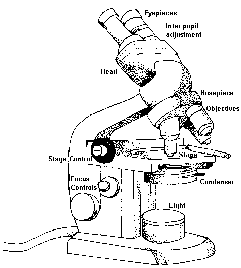 bruno santini: of a compound microscope
