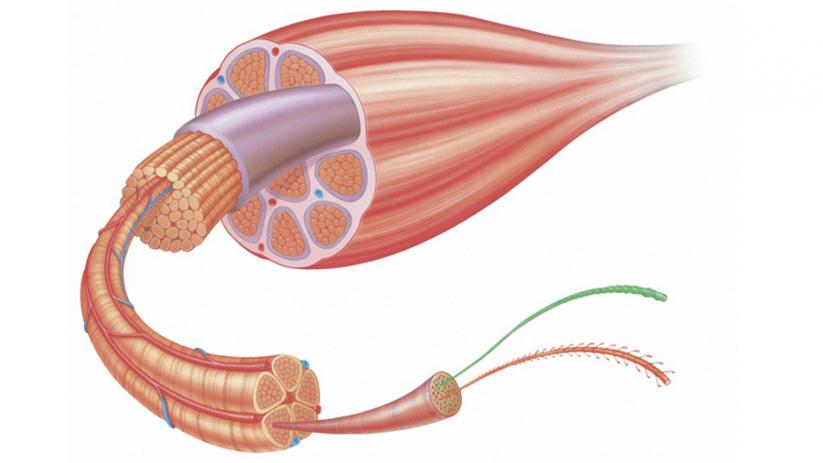 A closer look at skeletal muscles: muscle fibres | Big Picture