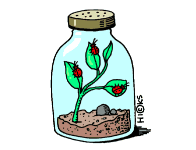 Plants