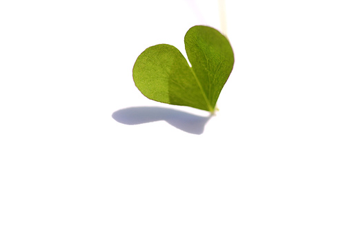 Flickriver: Most interesting photos from Heart Shaped pool