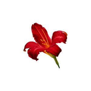 Free High Resolution graphics and clip art - Polyvore