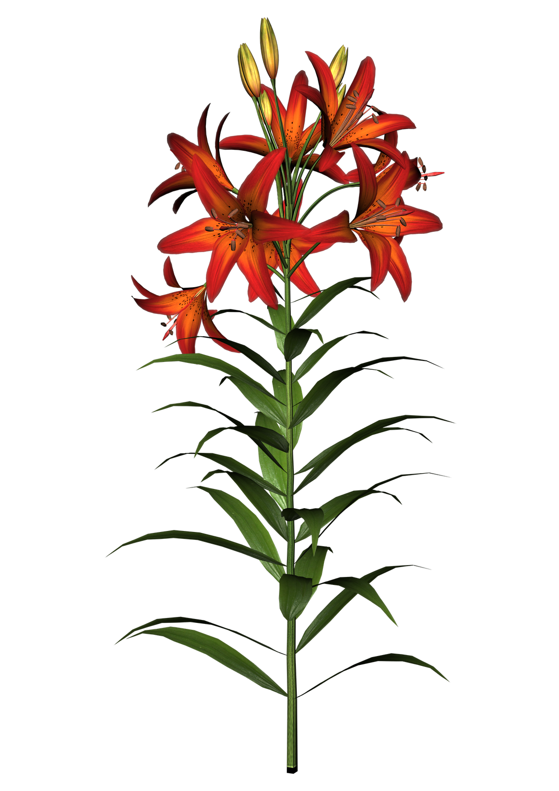 Png easter lily clipart