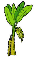 Banana tree images clip art