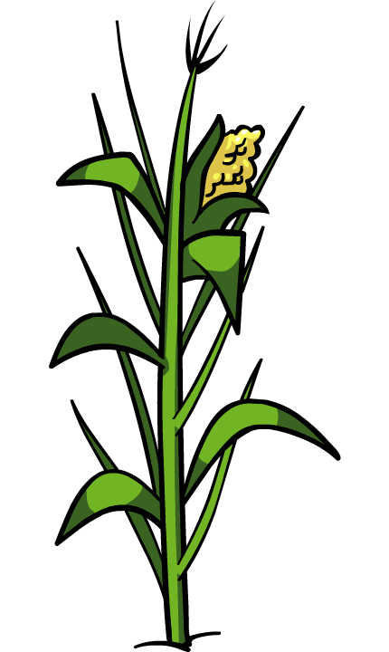 Corn PNG Images Transparent Free Download | PNGMart.com