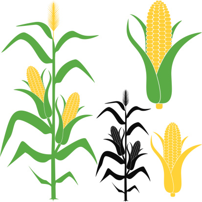 Corn Clip Art, Vector Images & Illustrations
