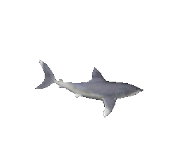 Fish Animated gifs