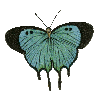Animated Butterfly Pictures, Images & Photos | Photobucket
