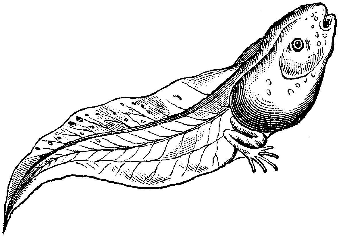 Tadpole Clipart Black And White - Free Clipart Images