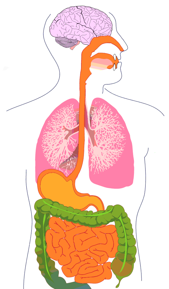 Global Art: animal cell diagram for kids labeled