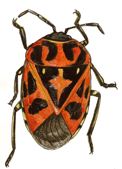 MacGown's Insect Drawings and Paintings Gallery 2