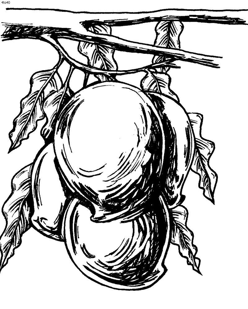 Colouring Pages Mango Tree - ClipArt Best