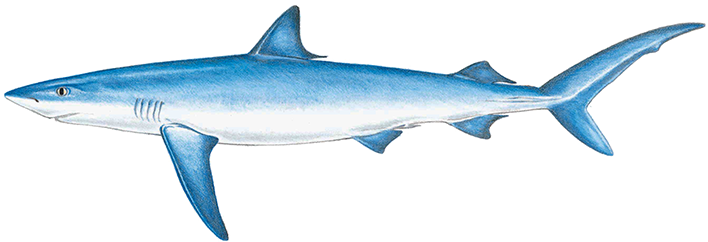 Blue Shark