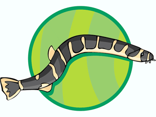 Eel Graphics and Animated Gifs