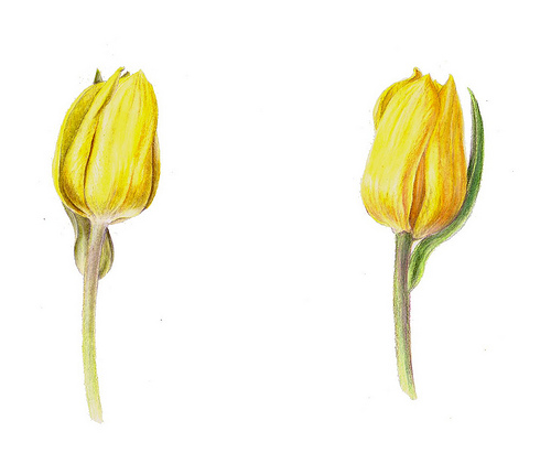 Sigrid Frensen: Yellow