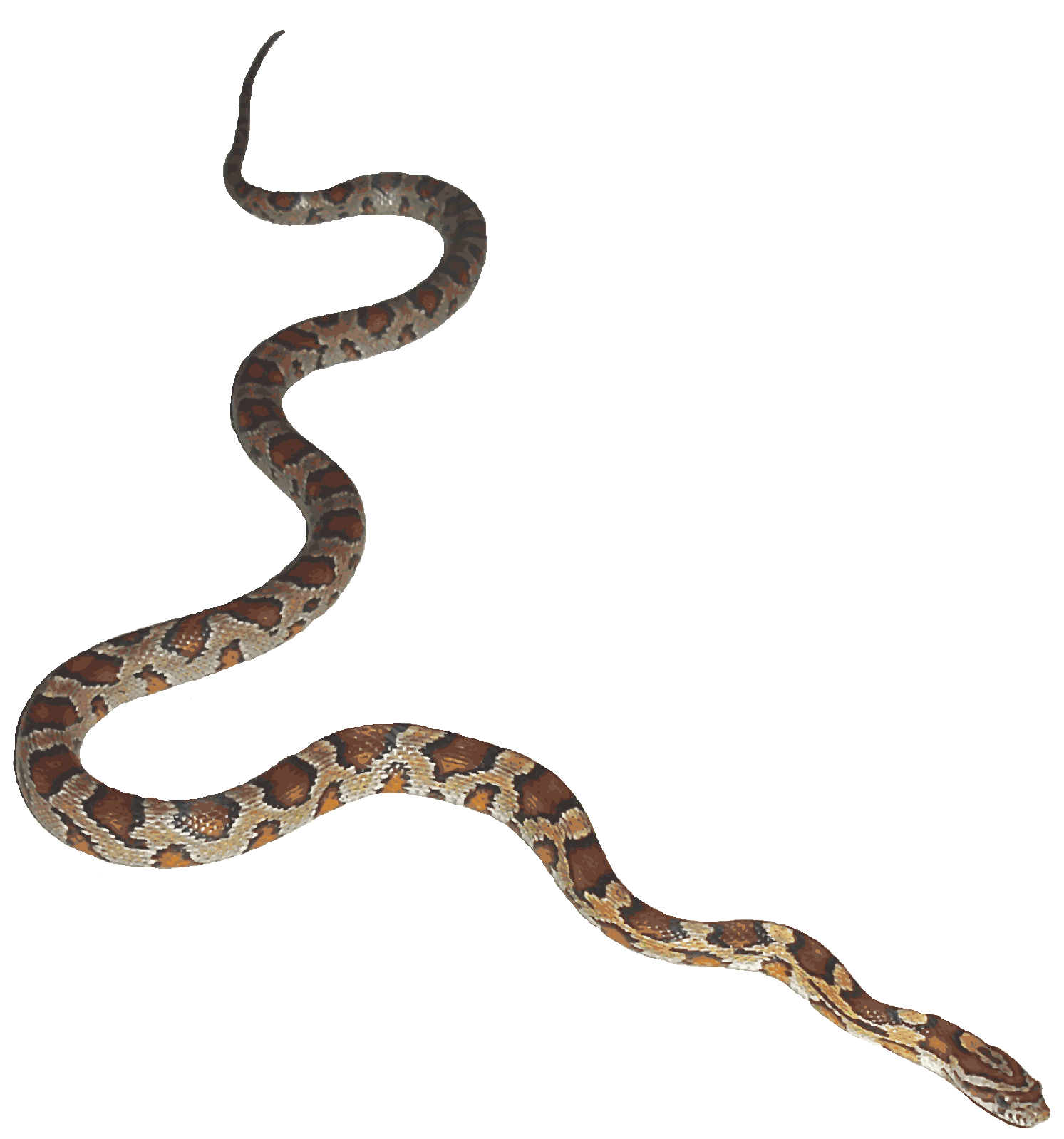 Snake Gif Images - ClipArt Best