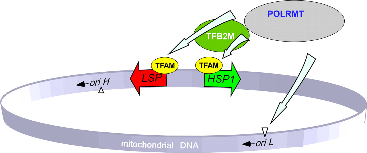 Gene_Expression_II14-