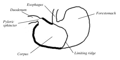 3. The Stomach - Patrycja Bandosz and Emma Dougherty