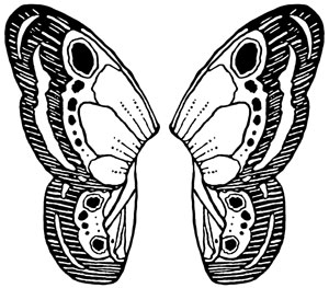 Fairy Butterfly Wings