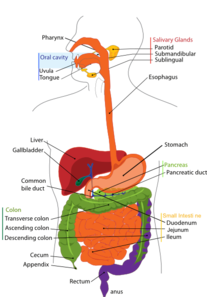large-digestive-system-md.png