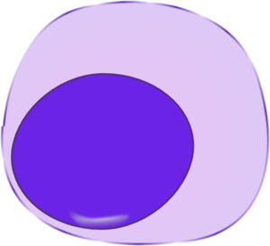 Lymphocyte clip art - vector clip art online, royalty free ...