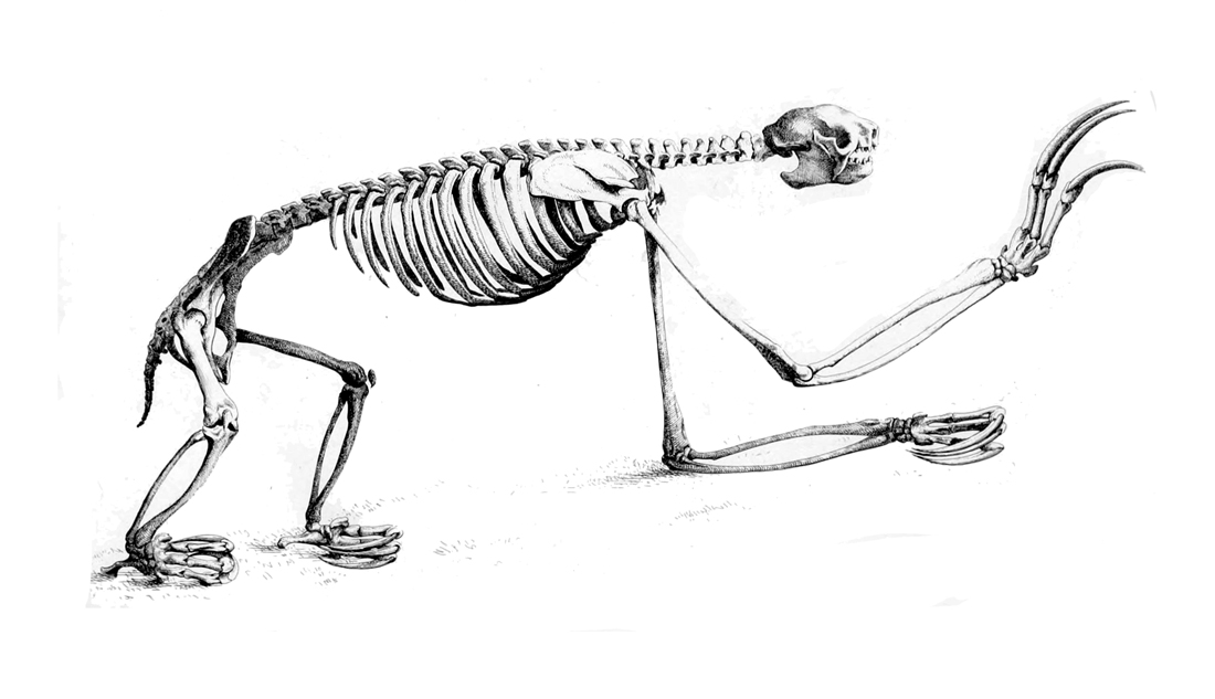 Three-Toed Sloth - LiveBinder