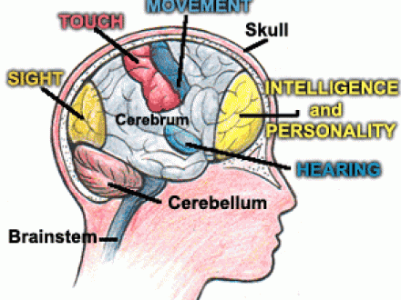Parts Of The Brain Lesson Plan - Top Lesson Plan