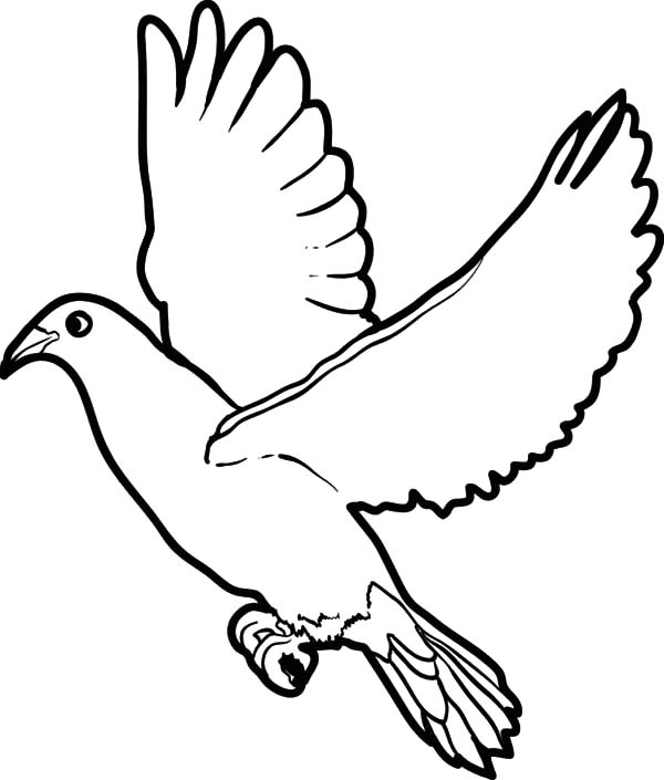 Dove with Olive Leave Coloring Pages - Free &amp; Printable Coloring ...