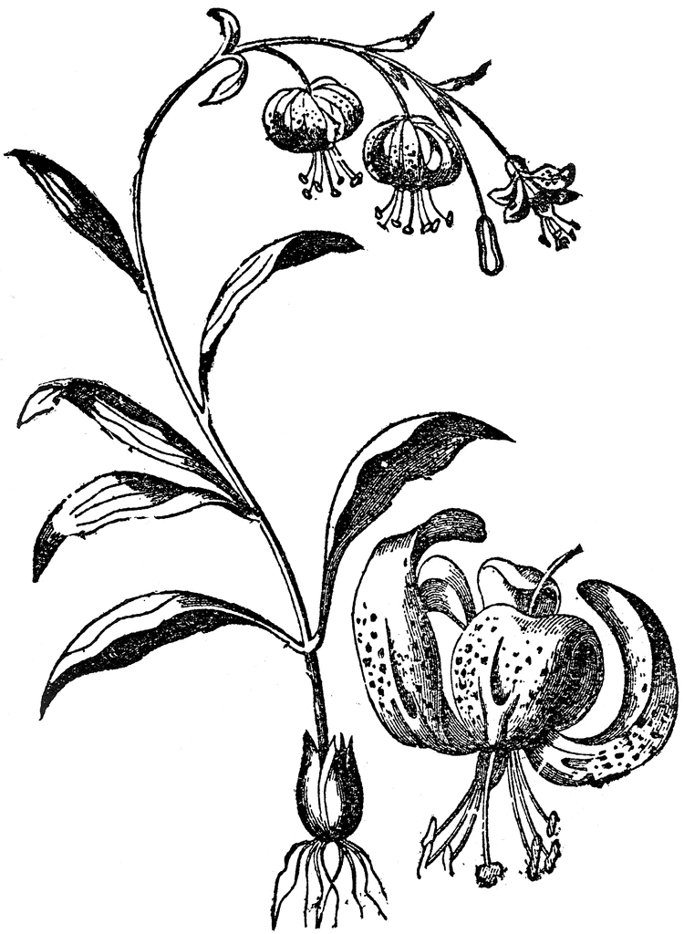 Tiger Lily Clip Art - ClipArt Best
