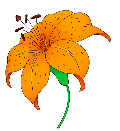 Tiger Lily Clipart