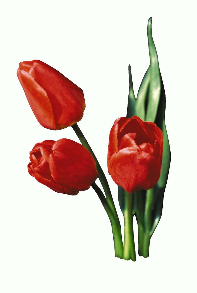 Image Of Tulip | Free Download Clip Art | Free Clip Art | on ...