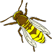 Long Live The Queen!” Longevity & Queen Bees - The Daily Galaxy ...