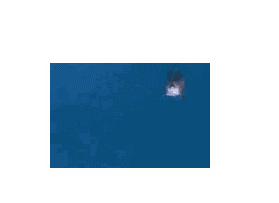 jumping-dolphin-animation- ...