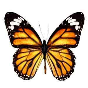 How to Draw Butterfly Animal 1.0 APK by siriwun adwinja Details