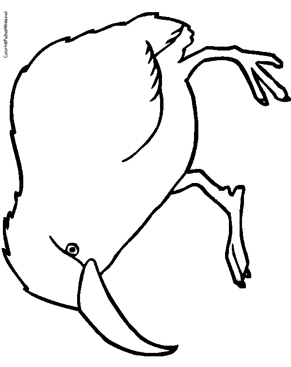 Kiwi Bird Coloring Page Related Keywords - Kiwi Bird Coloring Page ...