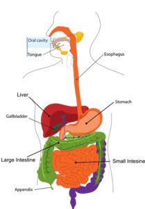 Parent Alert: Ensuring a Healthy Digestive System for Kids