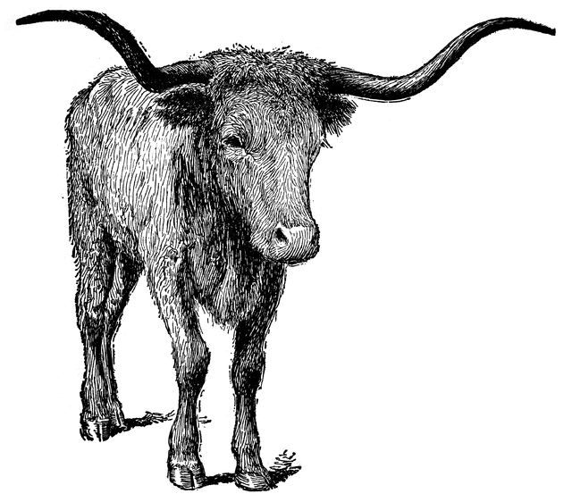 Longhorn Clipart Free - ClipArt Best