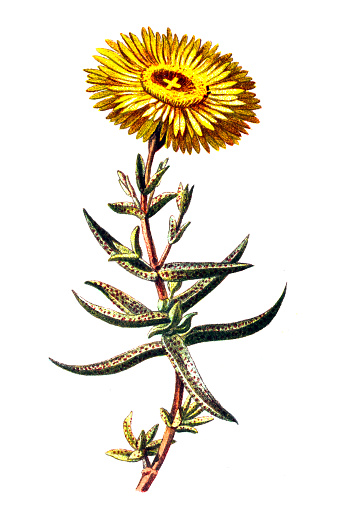 Marigold Clip Art, Vector Images &amp; Illustrations