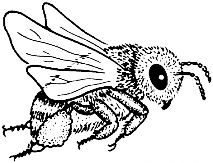 Bees coloring pages | Super Coloring