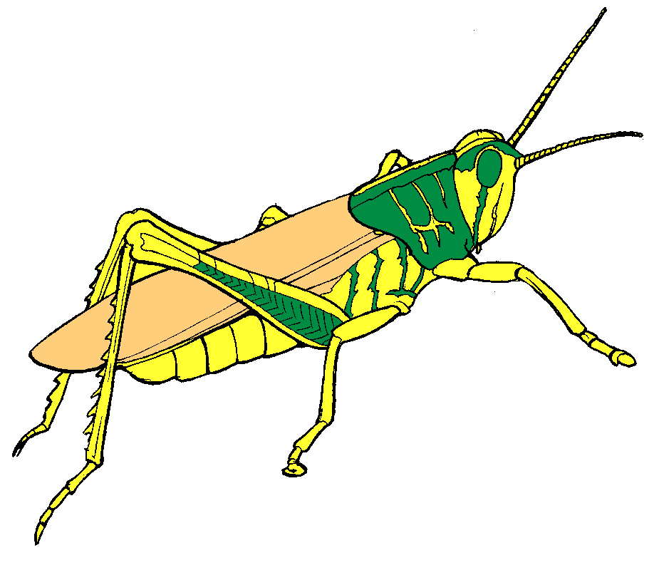 Arthur's Colour Insect Clip art Page 1