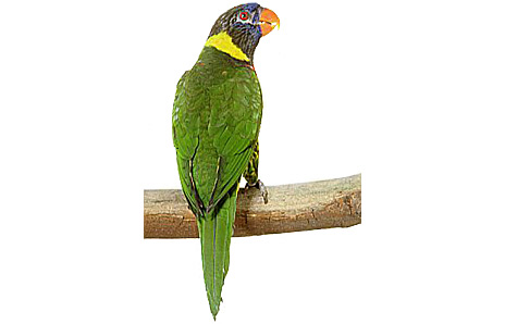 Parrot - Free Clip Art - DK Books
