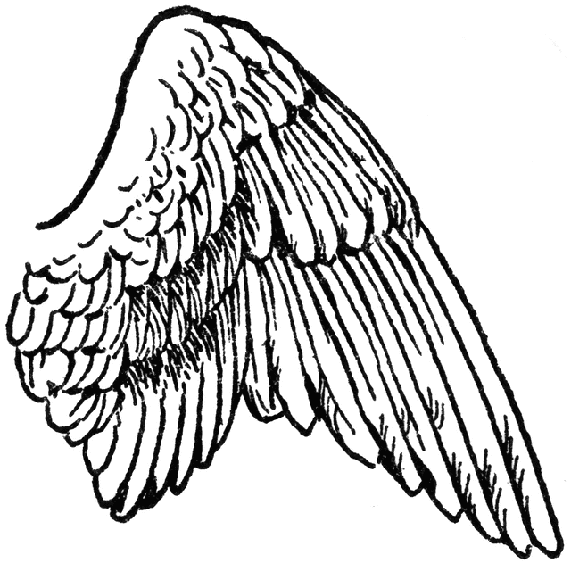 Wing Clipart