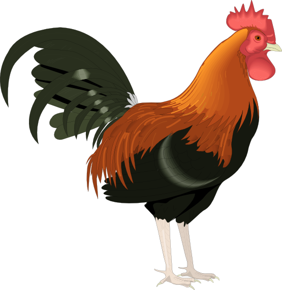 Rooster Clip Art Cartoon Free - Free Clipart Images