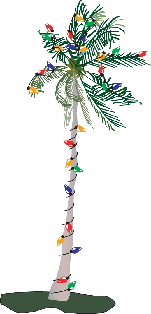 Beach Palm Tree Pictures