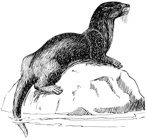sea otter