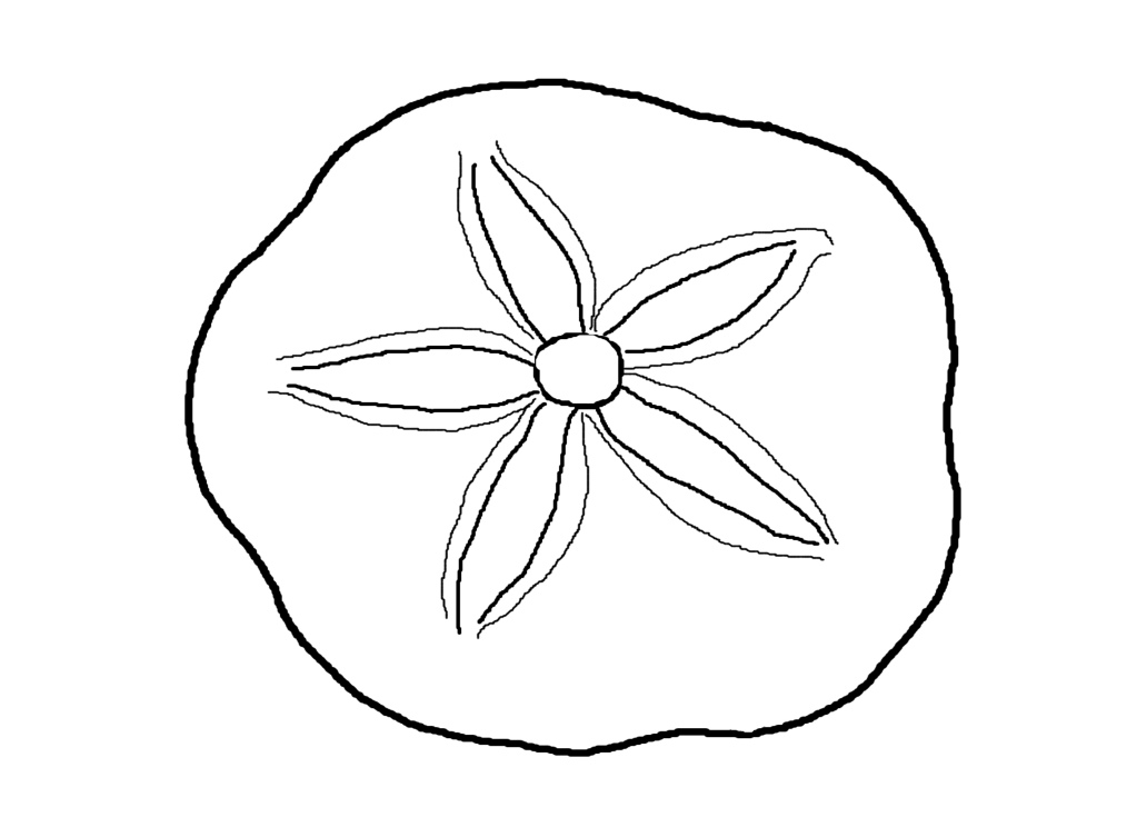 Sand Dollar Outline Clip Art | Mewarnai
