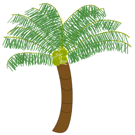 Coconut Tree