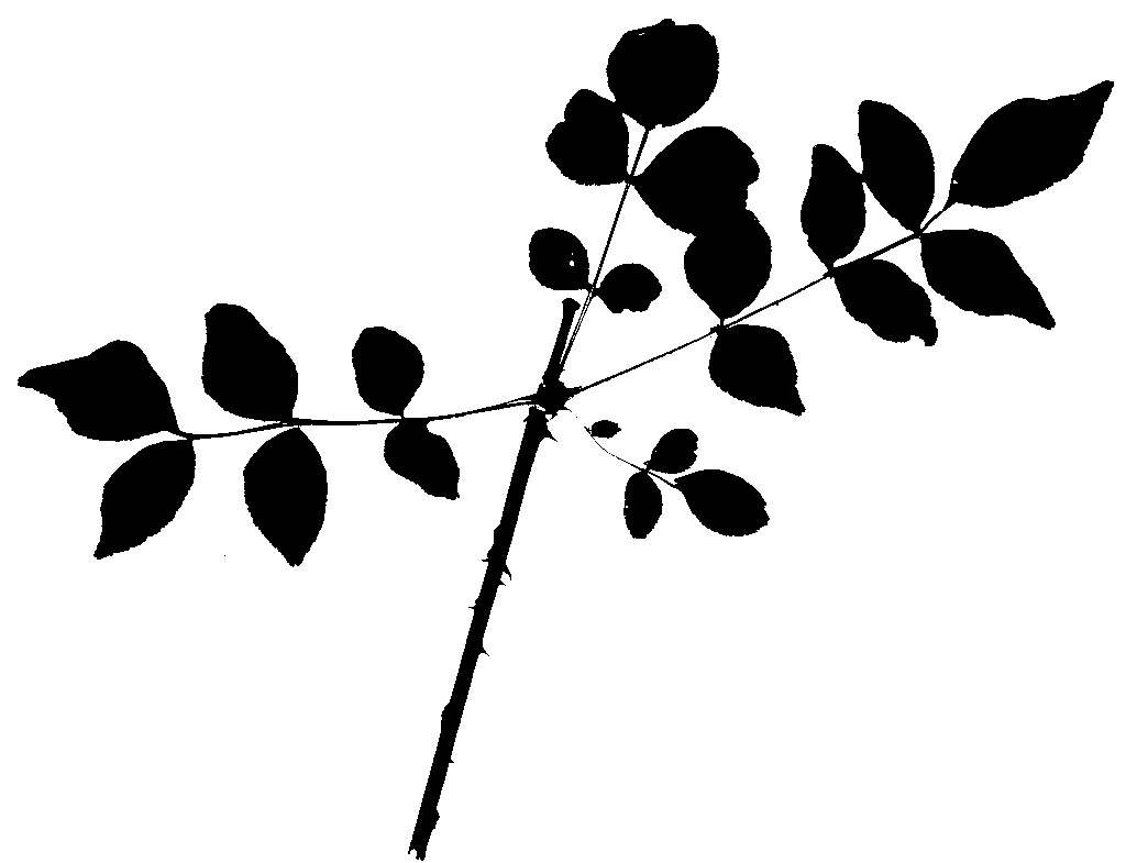 Silhouettes Prickly Ash Leaf